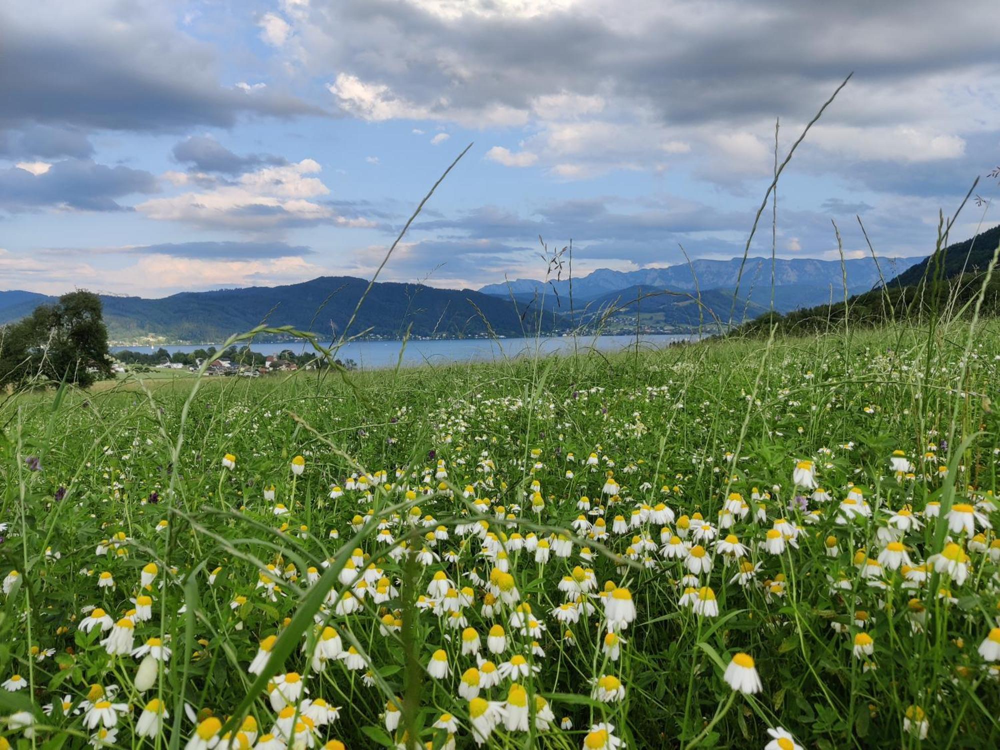 Pension Holzapfel Sankt Georgen im Attergau Eksteriør billede